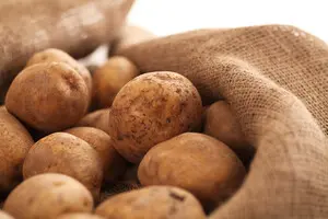 Проблеми з картоплею залишаються: в Україні нестача якісного насіння